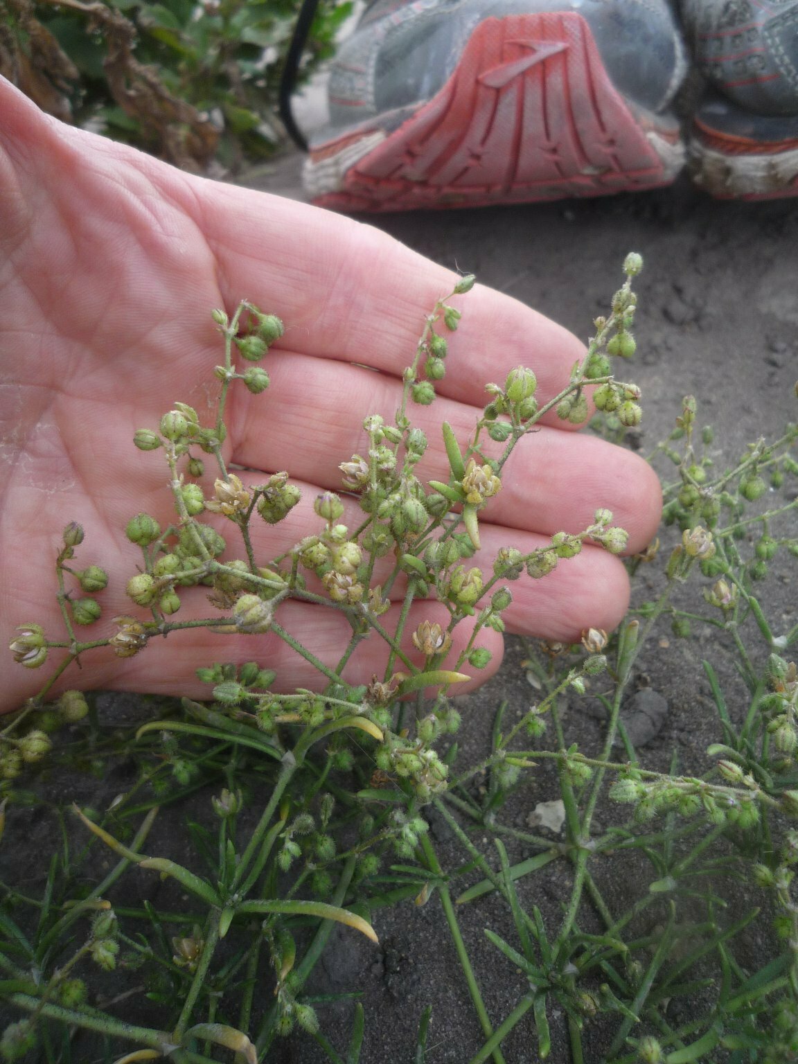 High Resolution Spergularia macrothea Fruit